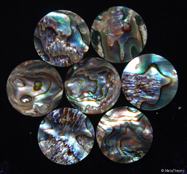 abalone shell-.png